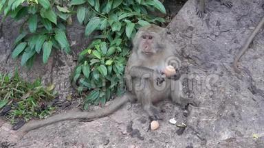 猴子吃偷来的煮鸡蛋。 野猴子坐在路上吃煮蛋